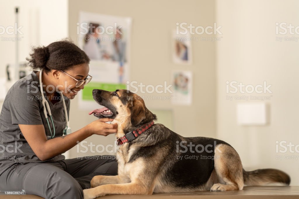 A large breed black and brown dog lays down on an exam table while on a visit to the Veterinarian. He is facing the female Veterinarian of African decent as she pets him and attempts to make him feel comfortable before beginning the exam.