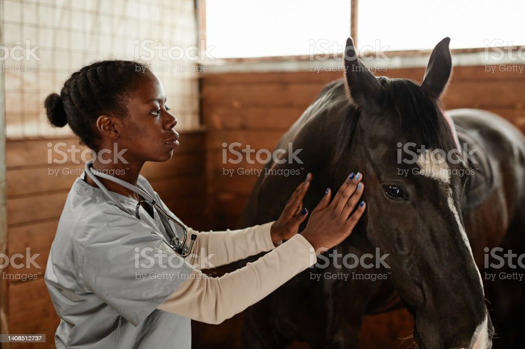 Side view portrait of black young woman gently stroking horse while working in stables